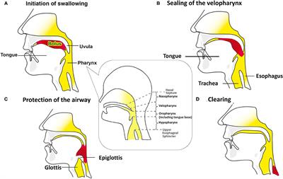 Applying High-Resolution Impedance Manometry for Detecting Swallowing Change in Anterior Cervical Spine Surgery Patients
